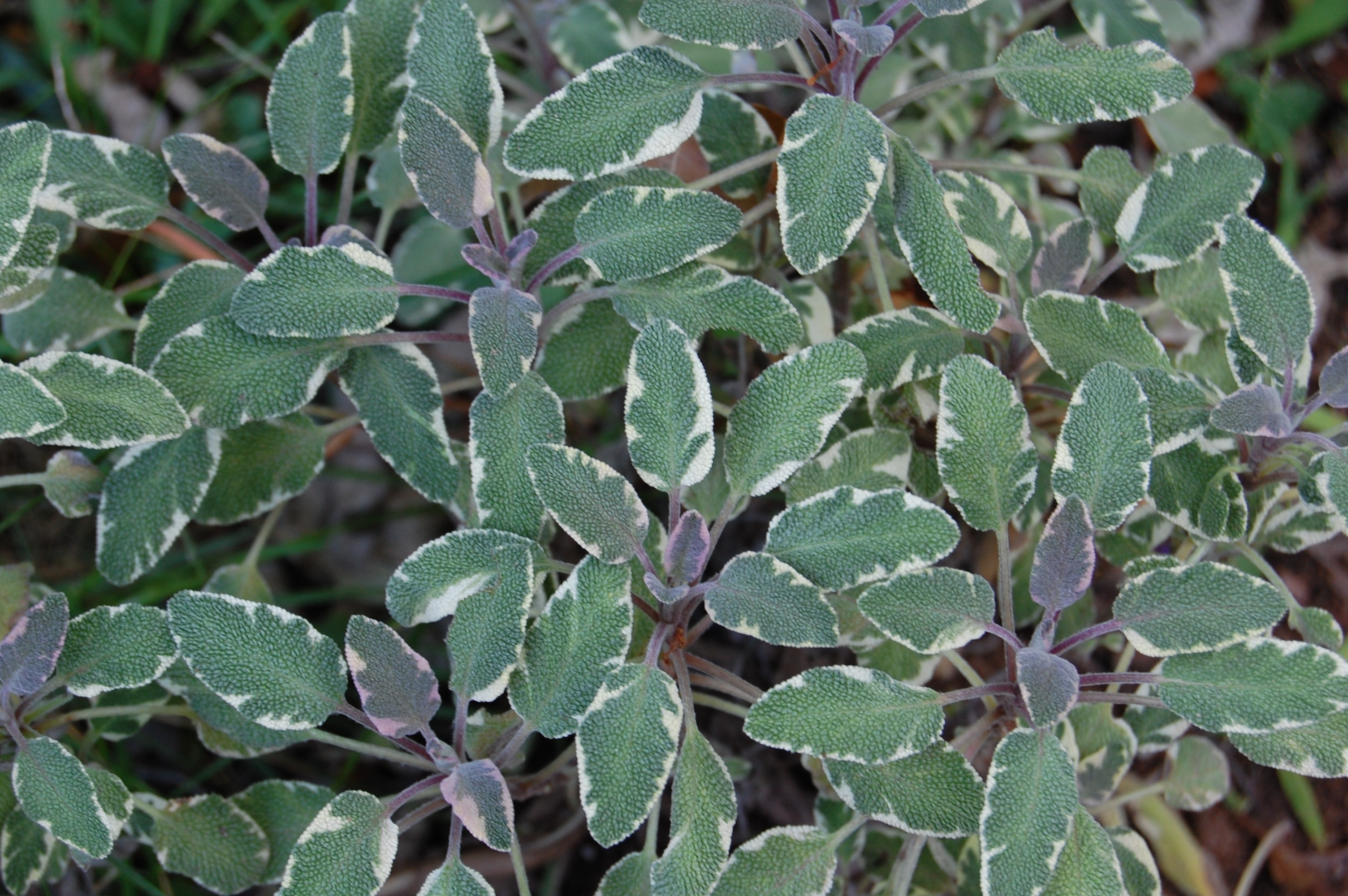 Using Herbs to Repel Pests