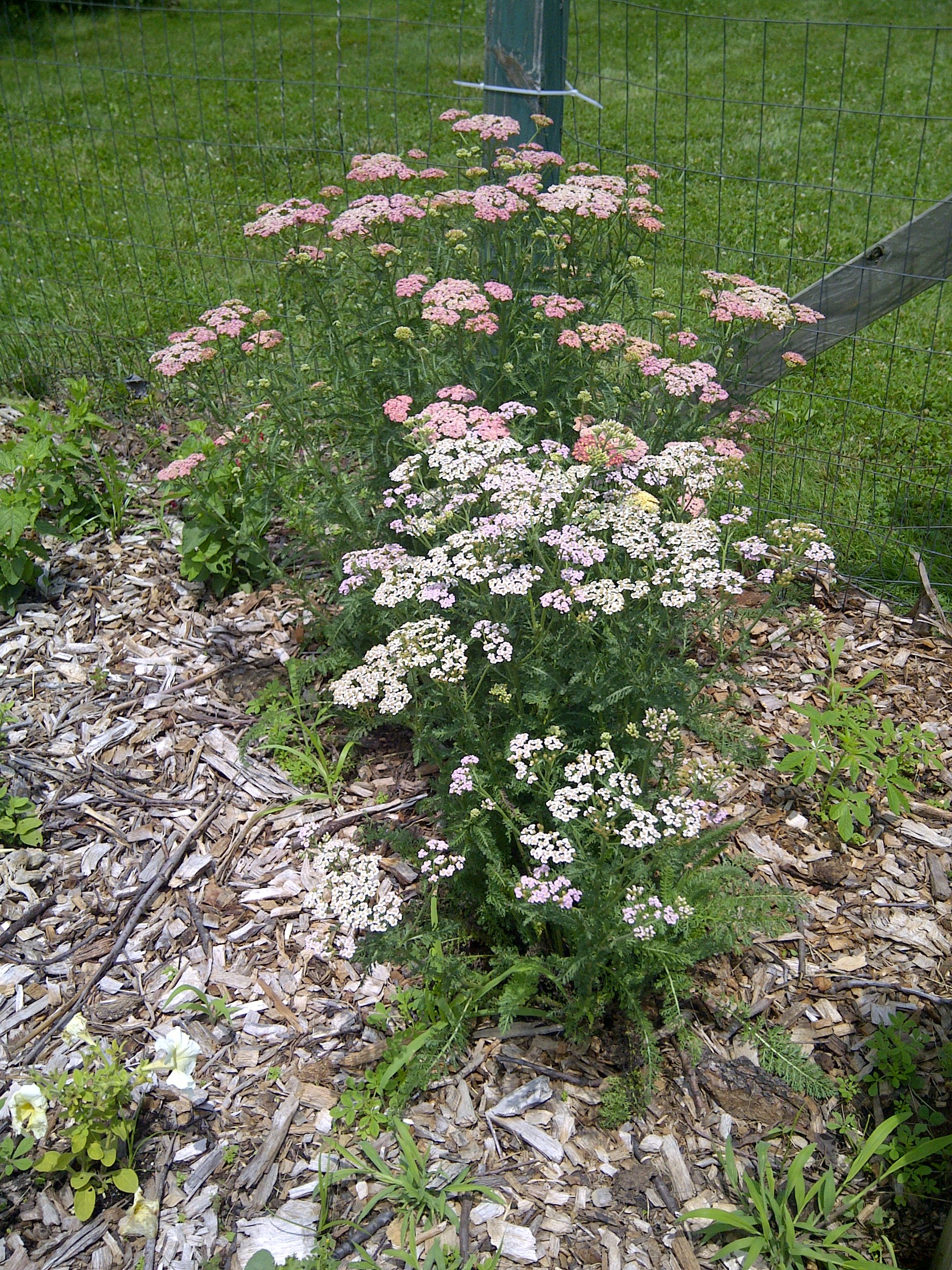Yarrow Advice From The Herb Lady