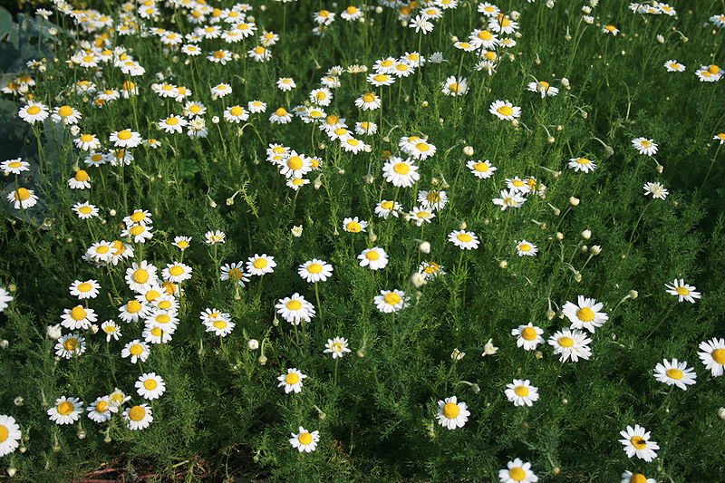 Roman Chamomile Advice From The Herb Lady