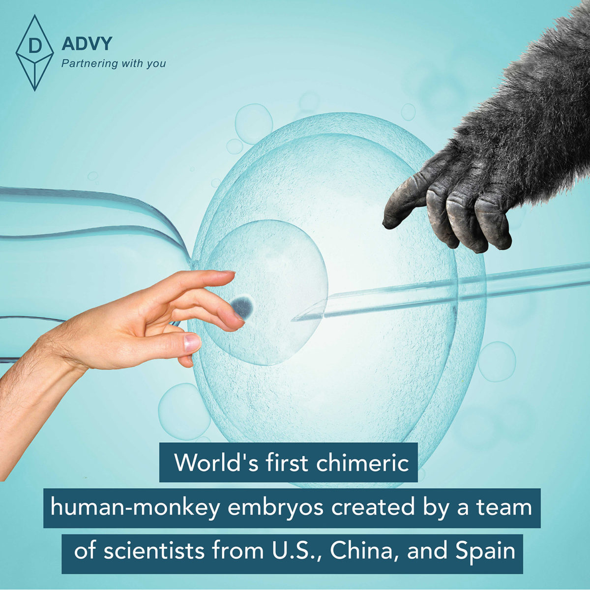World’s first chimeric humanmonkey embryos created by a team of