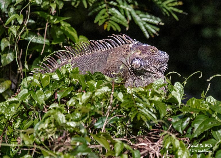 MaleIguana_03 • Wildlife Photography