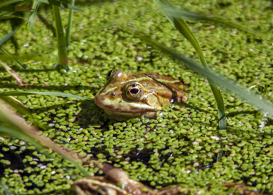 Animals Collective Nouns • Test your Wildlife knowledge