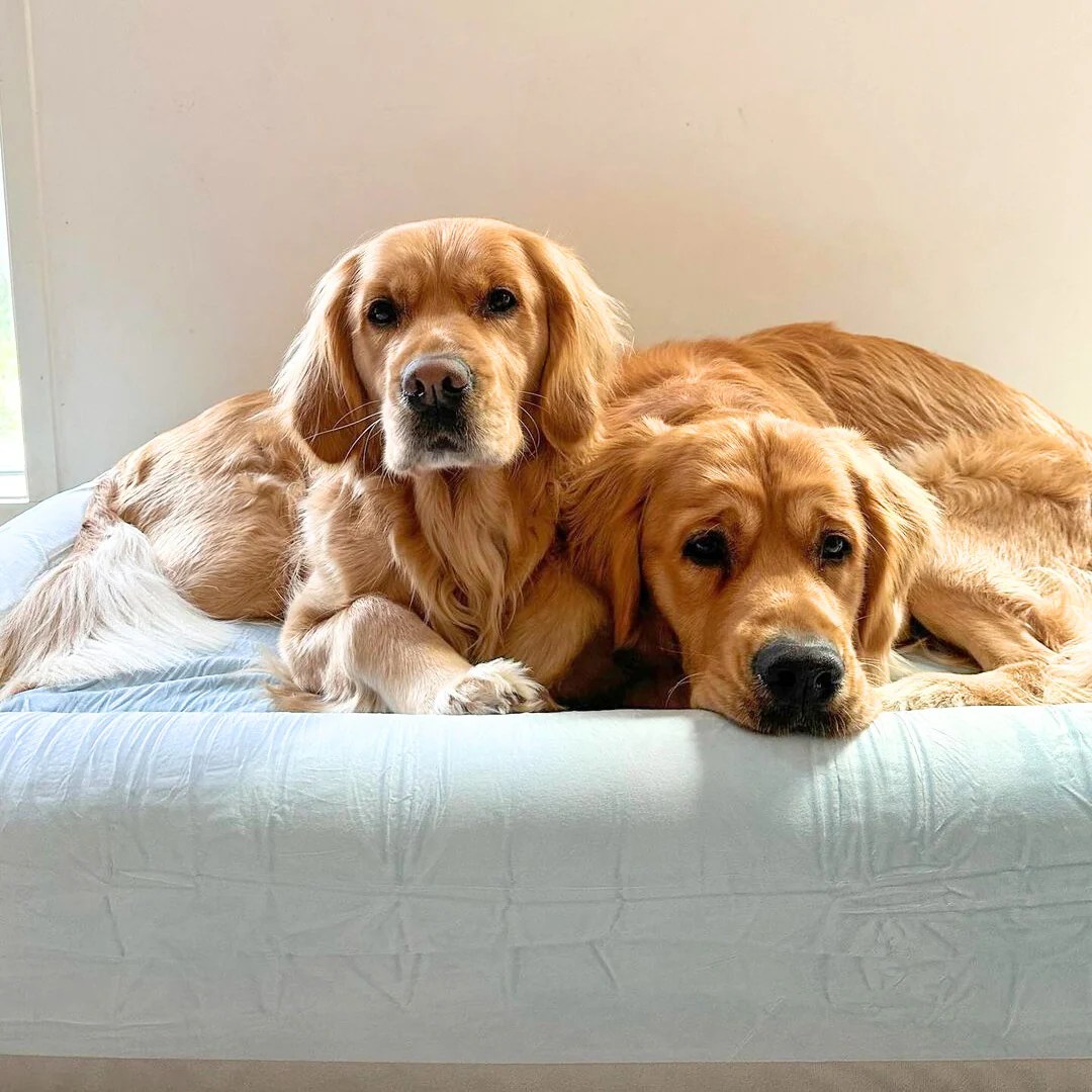 Why is My Dog Peeing on My Bed All of a Sudden? Dog Friendly Co.