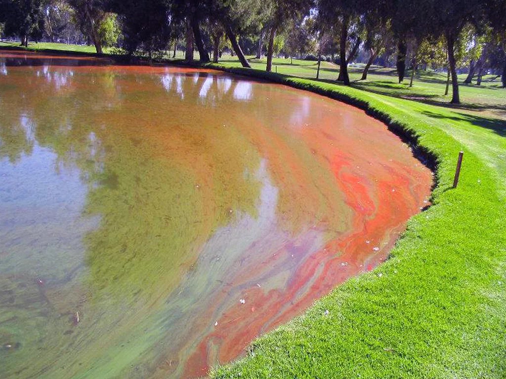 The Impact of Canada Geese on Ponds & Lakes AEC Lakes