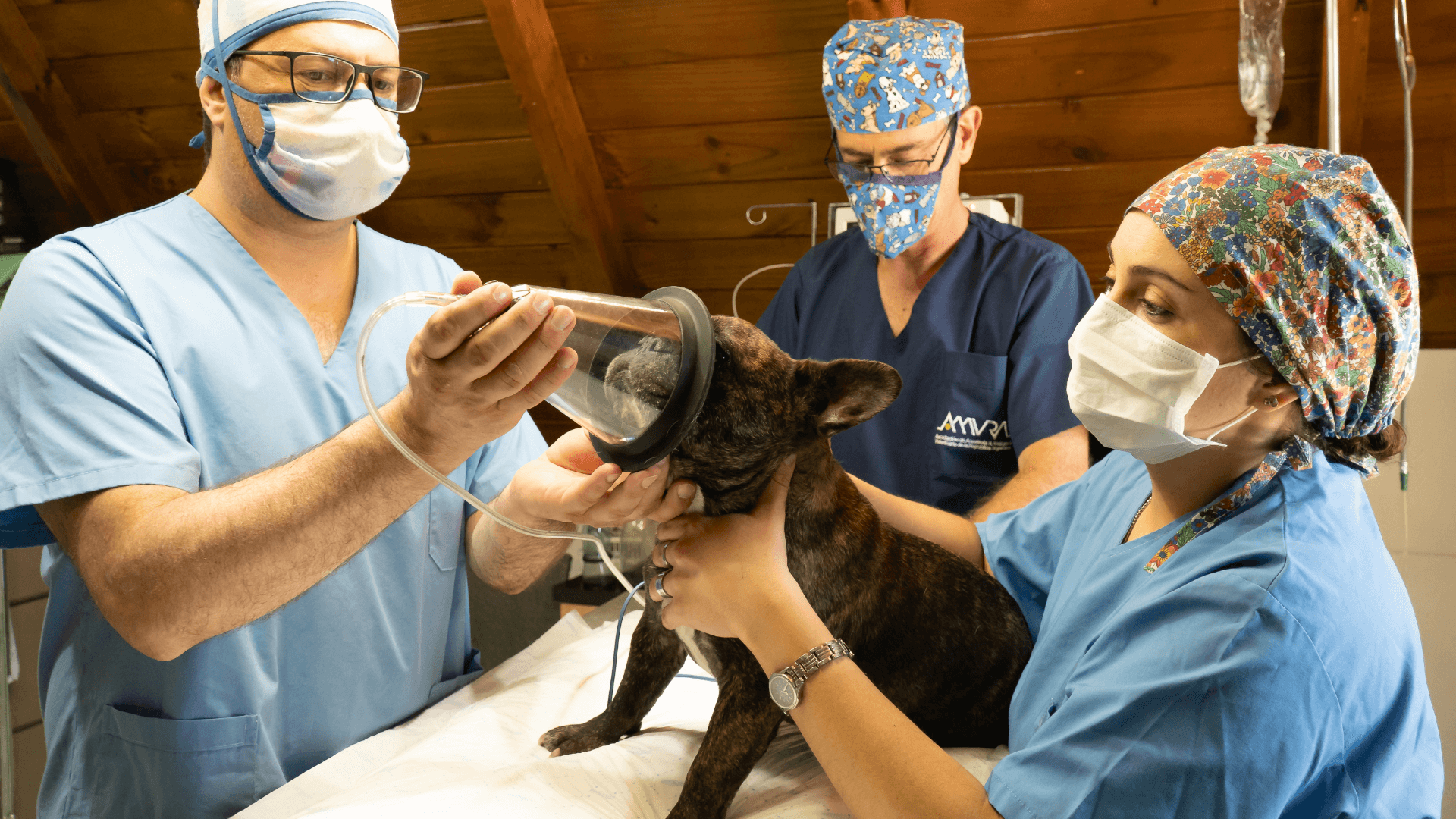 Pet Ophthalmic Surgery In Midlothian, VA Animal Eye Care