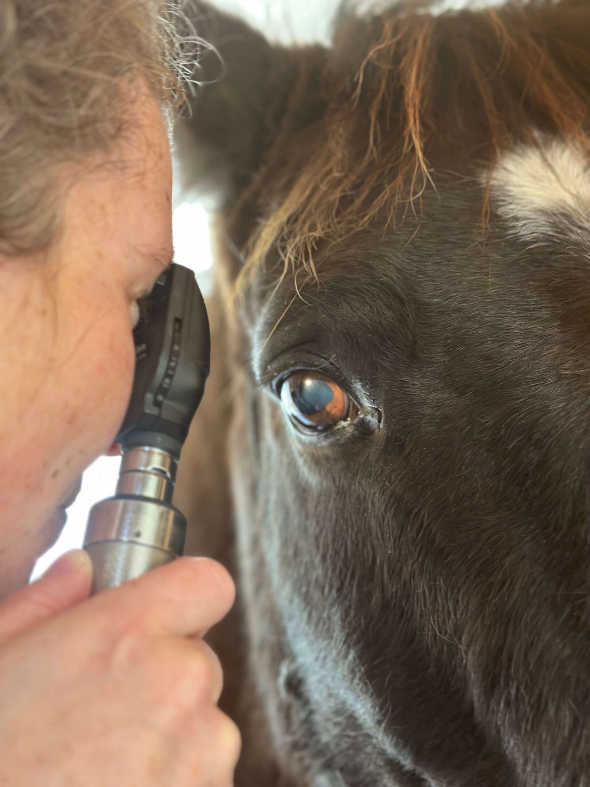 Additional Equine Diagnostics In Midlothian, VA 23113 AECR