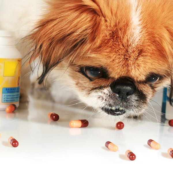 Cat and Dog Poisoning Symptoms in Tulsa, OK Animal Emergency Center