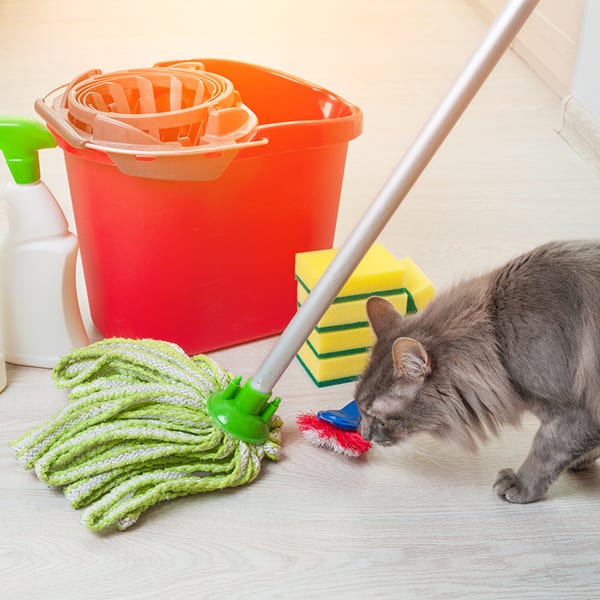 Cat and Dog Poisoning Symptoms in Tulsa, OK Animal Emergency Center