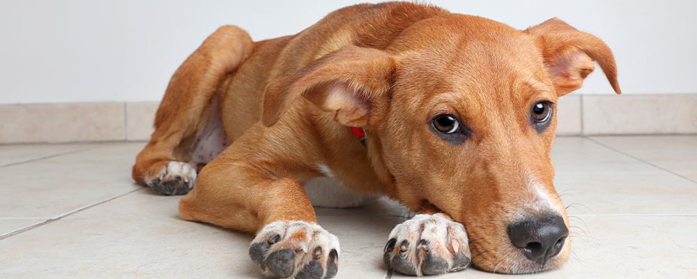 Why Does My Dog Keep Throwing Up In Tulsa, Ok? | Animal Emergency Center Of Tulsa