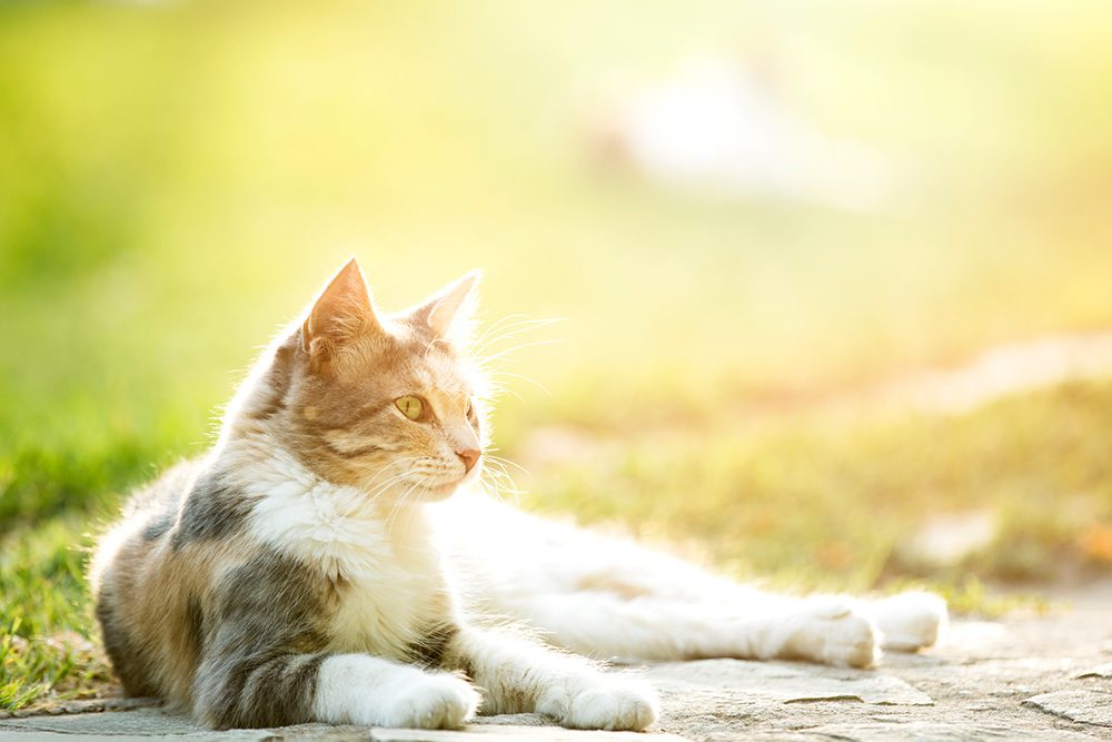 Can Cats Get Heatstroke in Tulsa, OK? Animal Emergency Center of Tulsa
