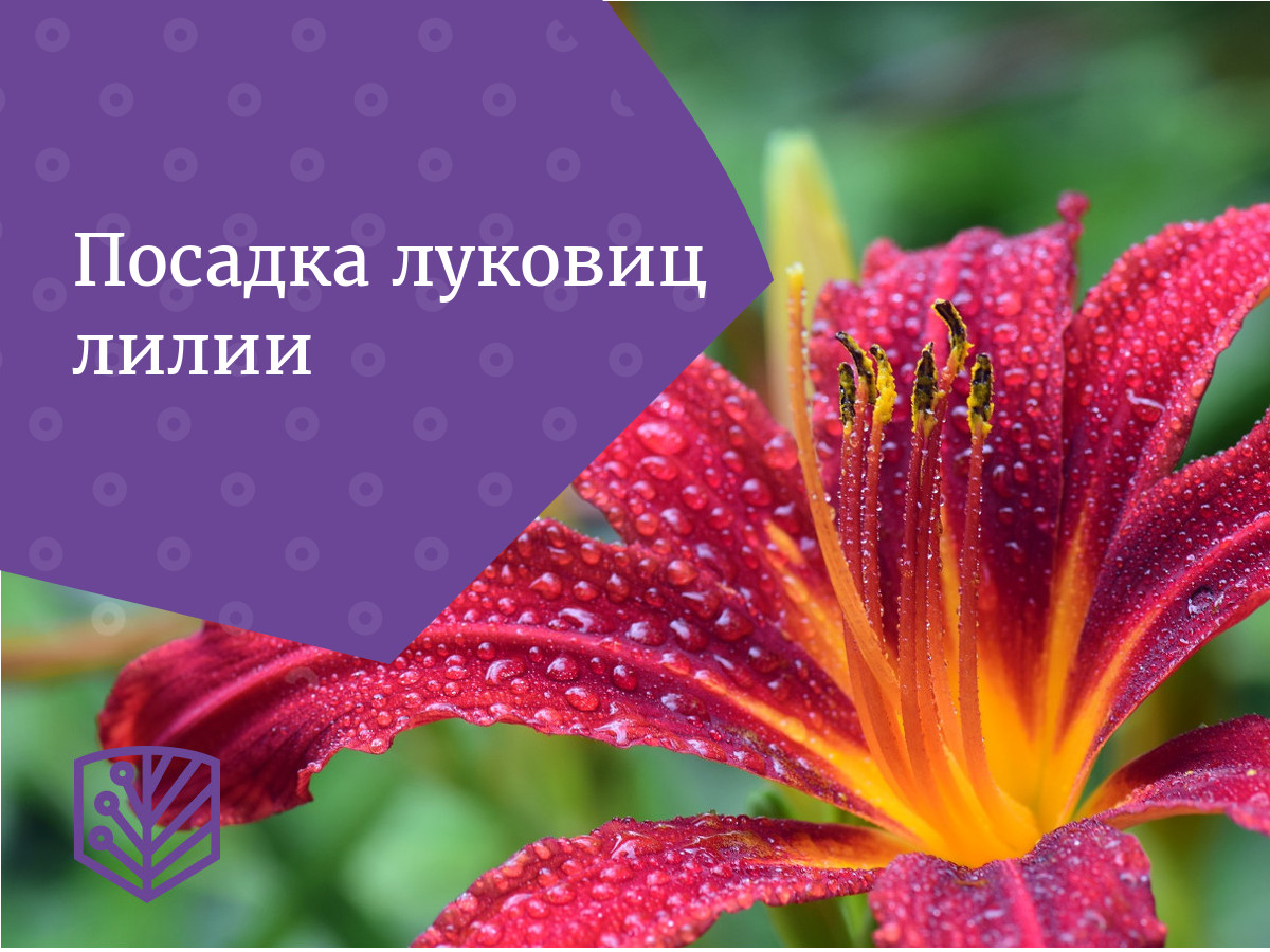 Посадка луковиц лилии Aednik24