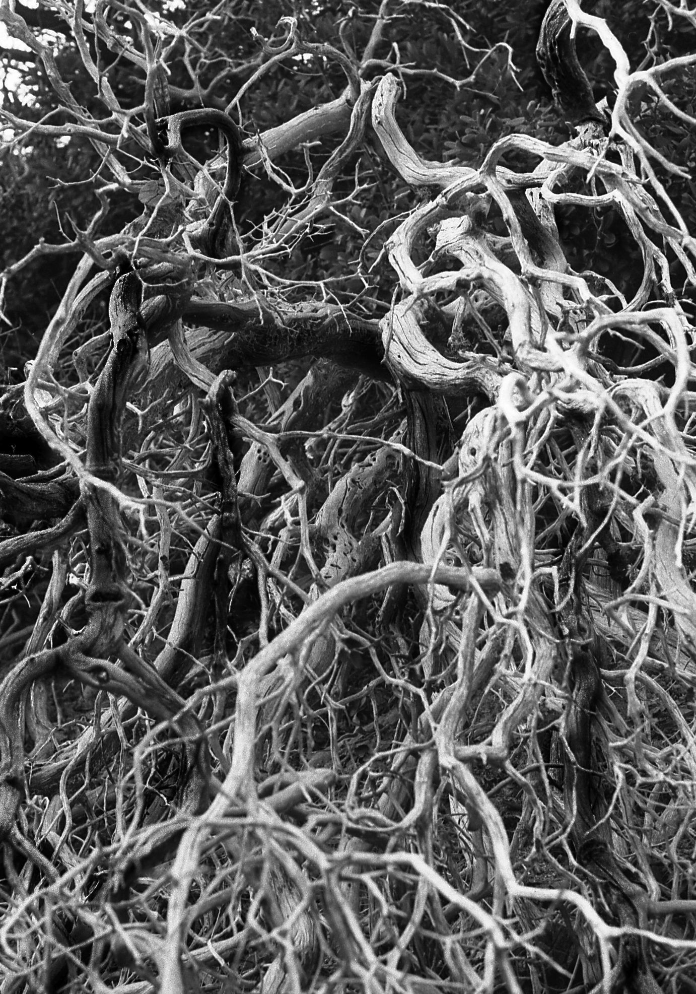 Uprooted A.E.G. Artistry