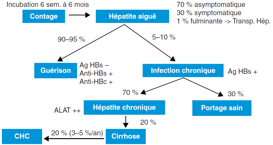 Virus de l’hépatite B (HBV)