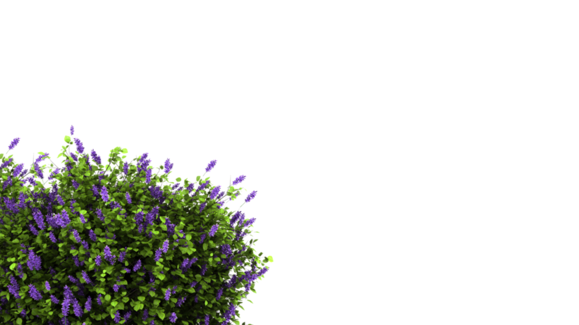 Landmark Landscape Addis Enterprises