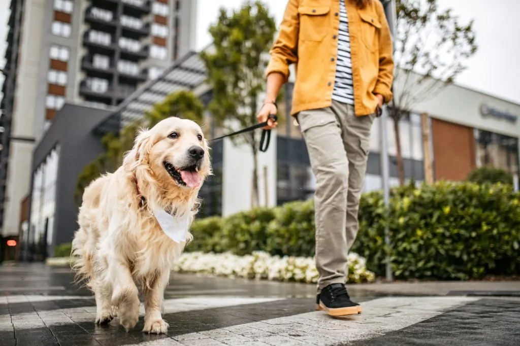 How Often Should You Walk Your Dog?