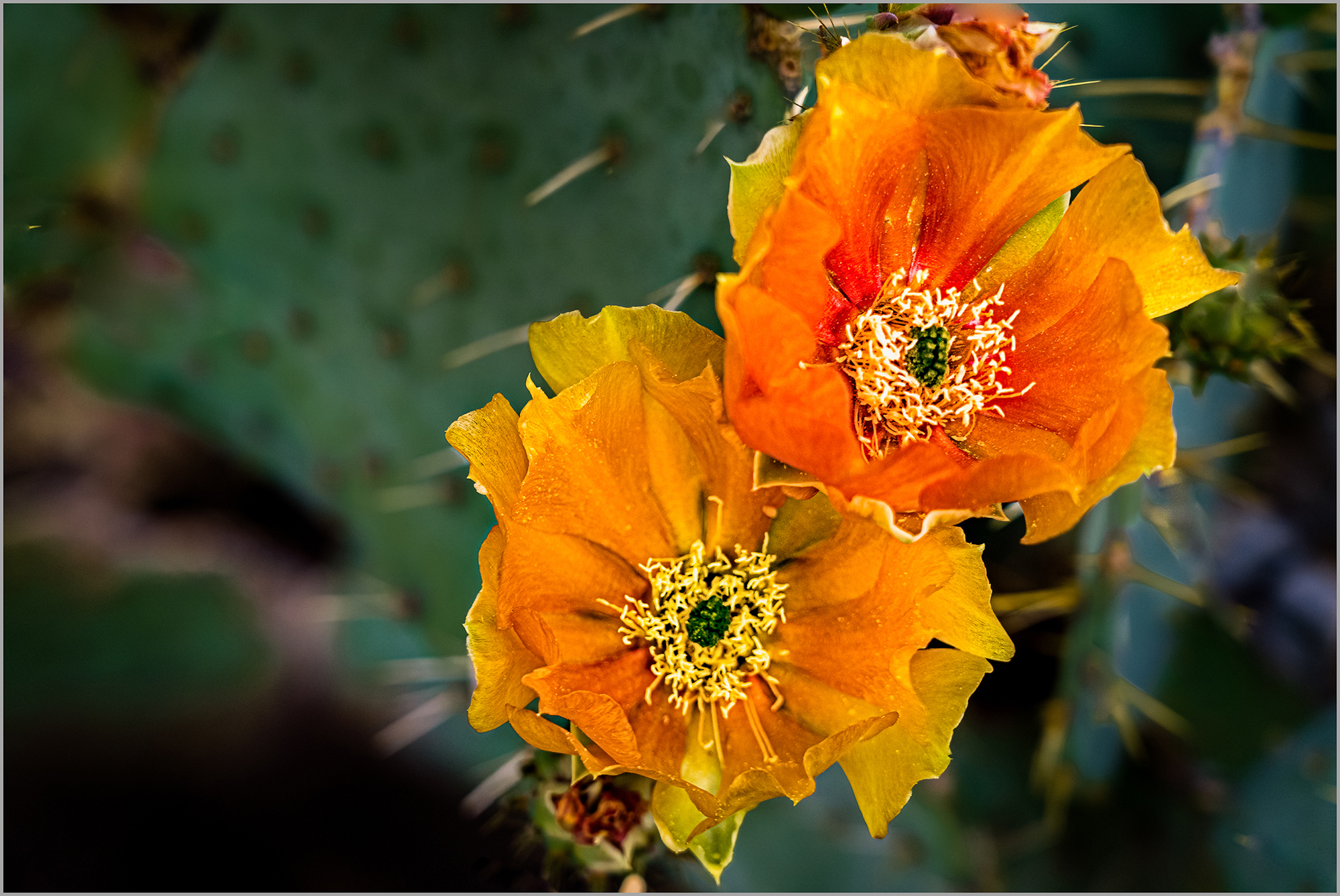 Cacti Flowers Fisher Photos and Prose