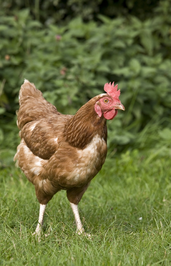 The Pros and Cons of Keeping City Chickens Animal Emergency