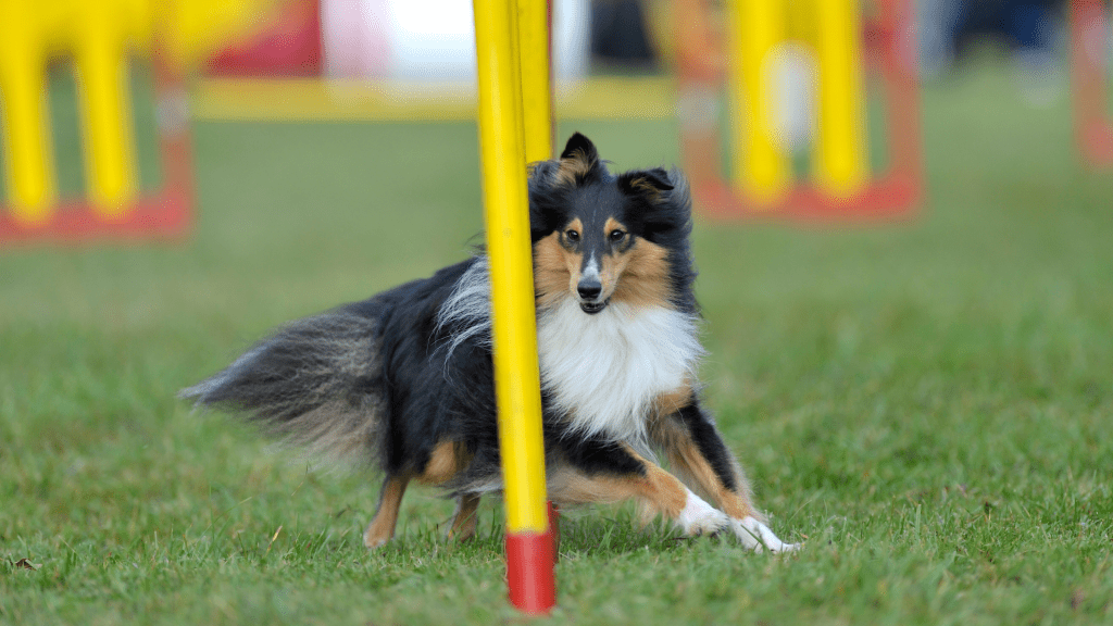 Shelties & the Lance Tooth Understanding this Tooth Abnormality