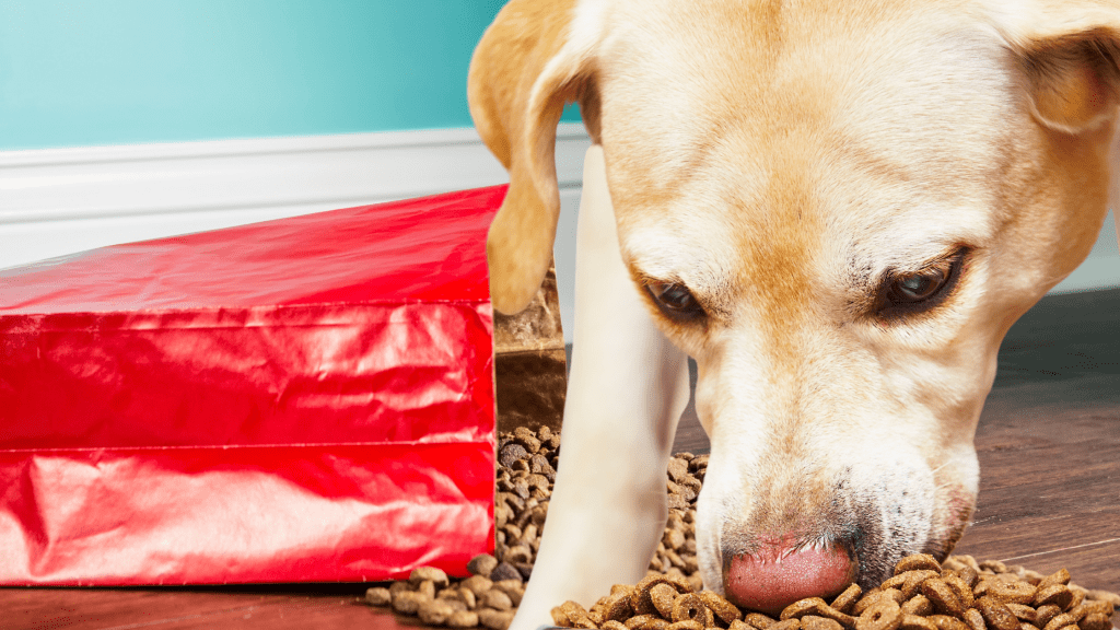 How To Help Dog With Bloat