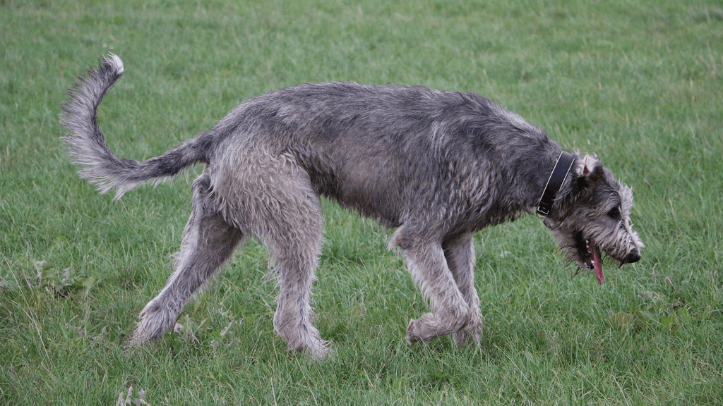 Wobbler Disease in Dogs
