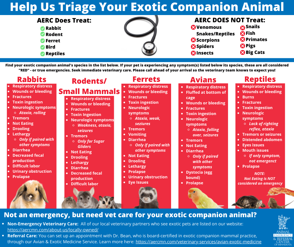 10 MustHave’s for Your Rabbit’s First Aid Kit