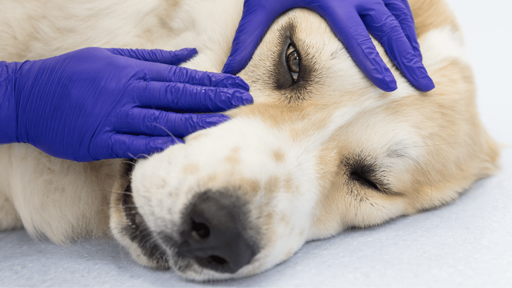 Common Eye Problems in Pets