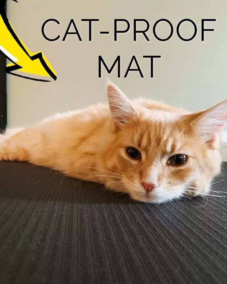 I Found The Best Catproof Yoga/Exercise Mat (With Updates!) Aerial