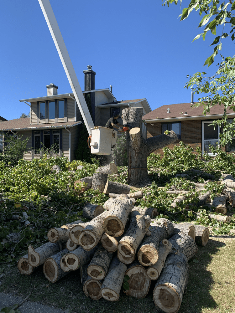 Quick and safe tree removal Calgary Arborists Tree Pruning & Removal