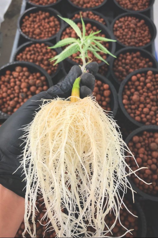 aeriz aeroponic cannabis Pure & Consistent Cannabis