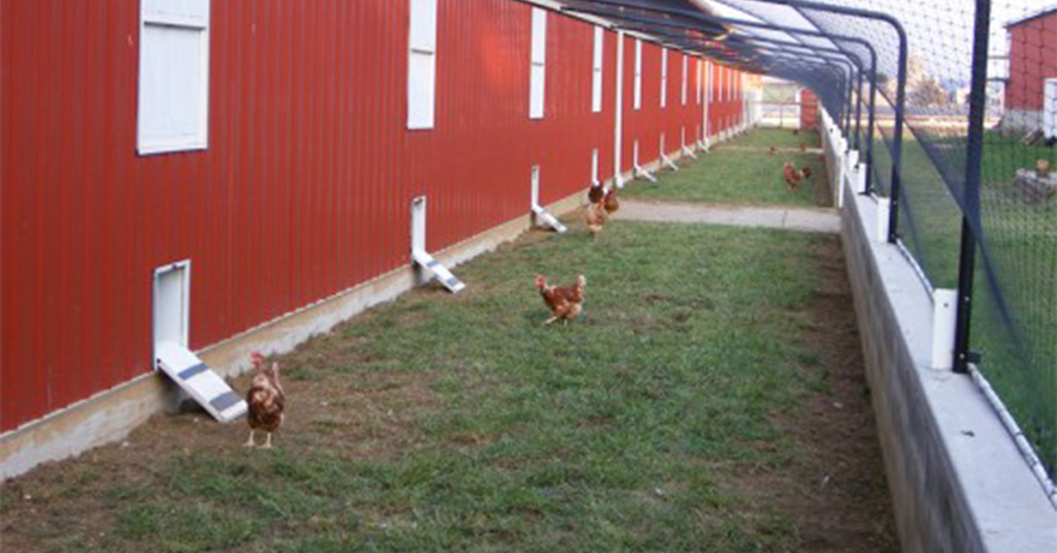 Organic Free Range Eggs Penn Valley Farms