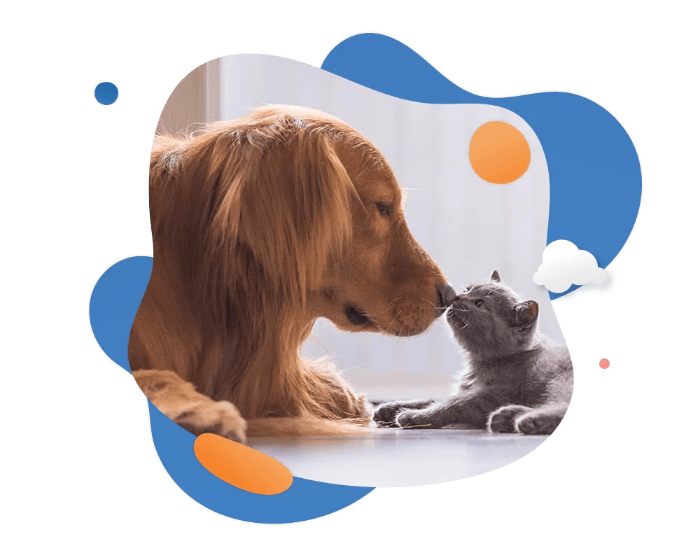 AeroPets Worldwide About us and pet transport