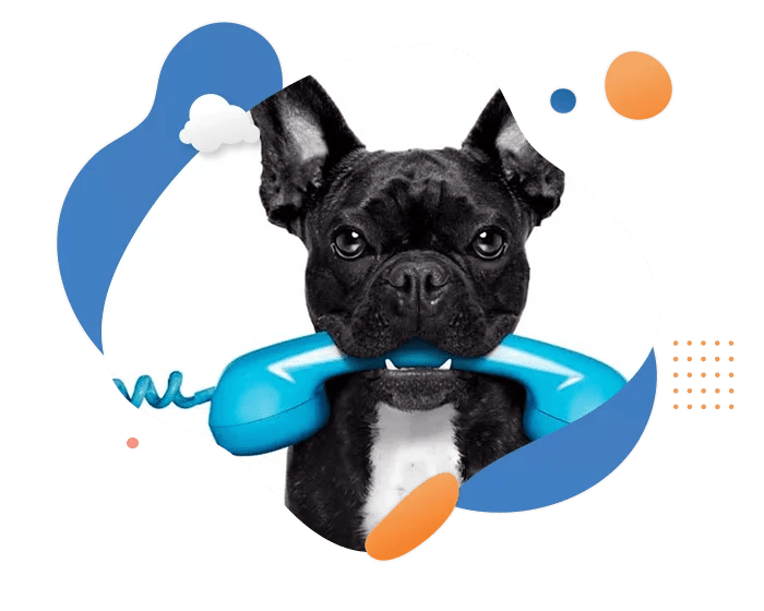 AeroPets Worldwide Contact the best pet travel company