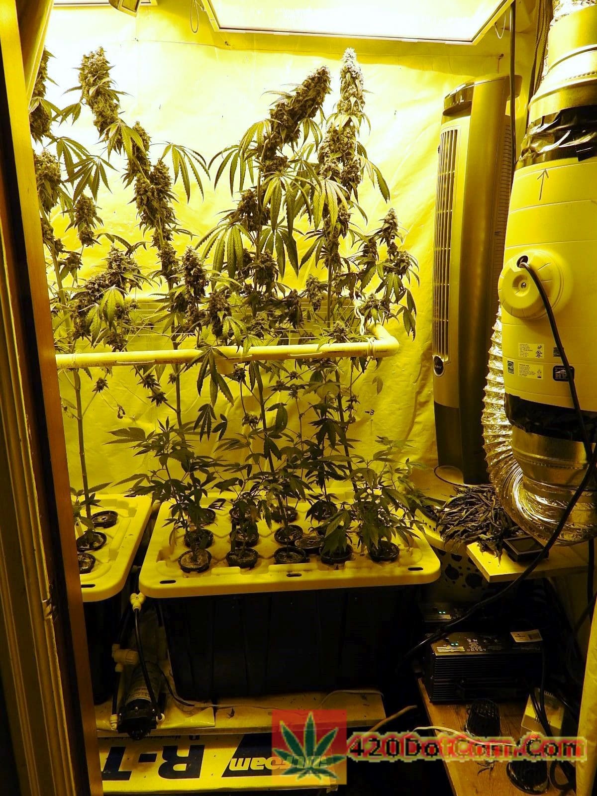 High Pressure Aeroponics DIY System Aeroponics DIY