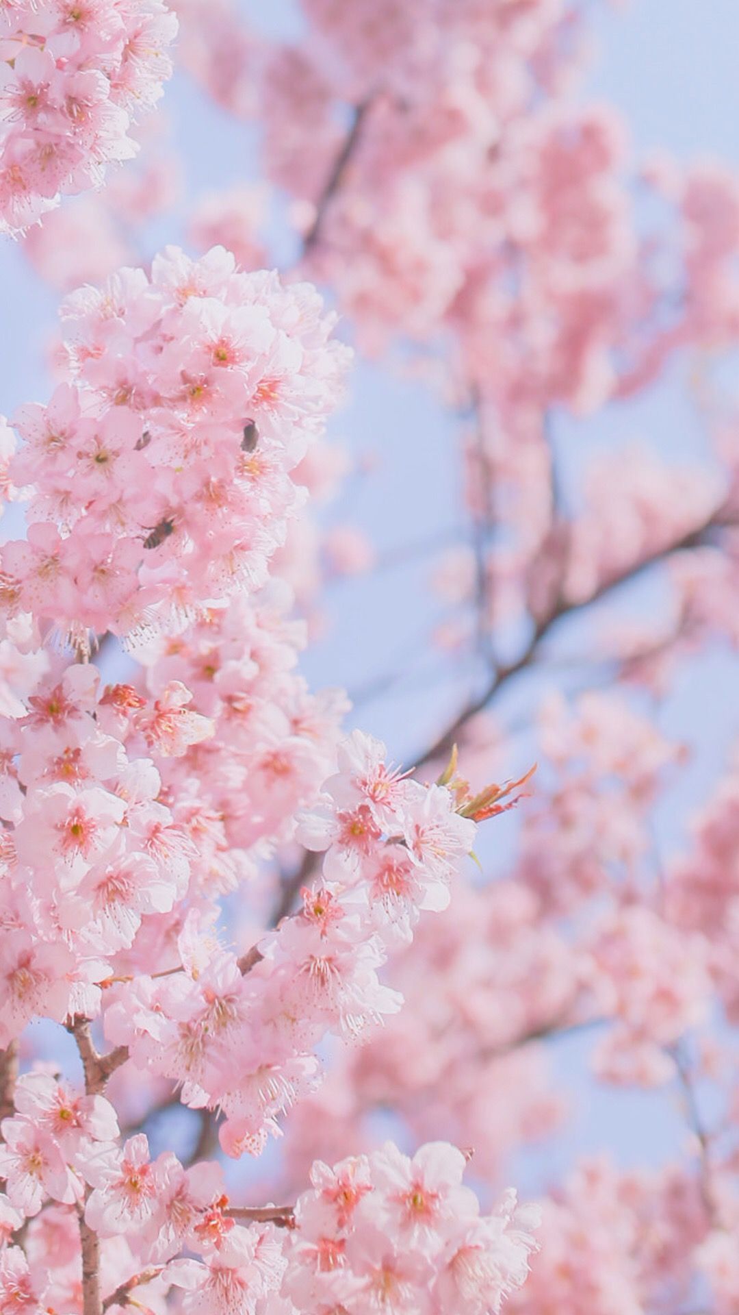 Cherry blossom Wallpaper 4K, Plum by UglyLaugh