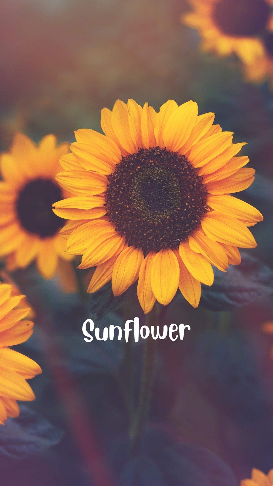 Sunflower Aesthetic Wallpapers · 220+ Backgrounds 🌻