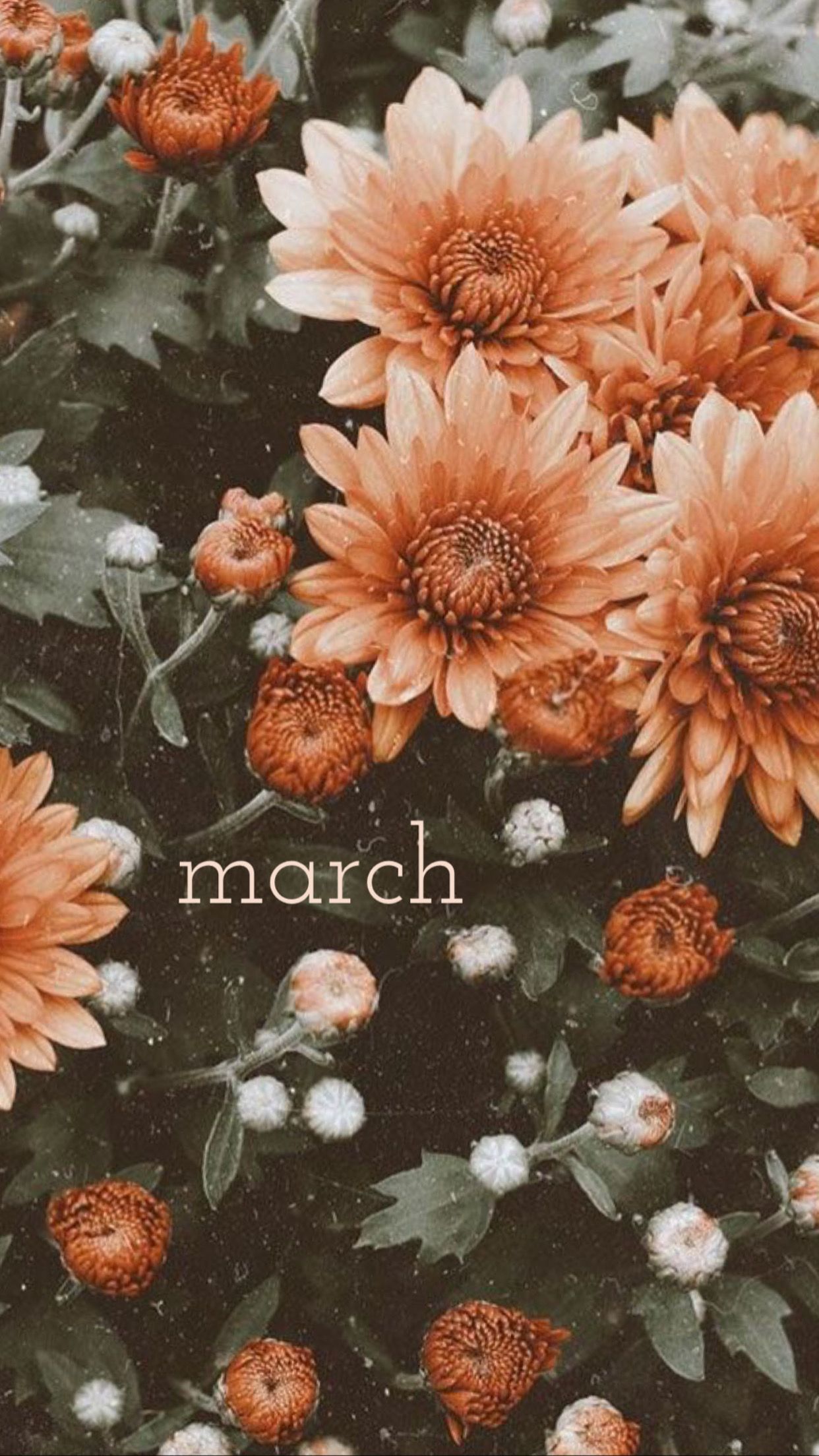 March Aesthetic Wallpapers · 70+ Backgrounds 🌸🌦️🪴🐰