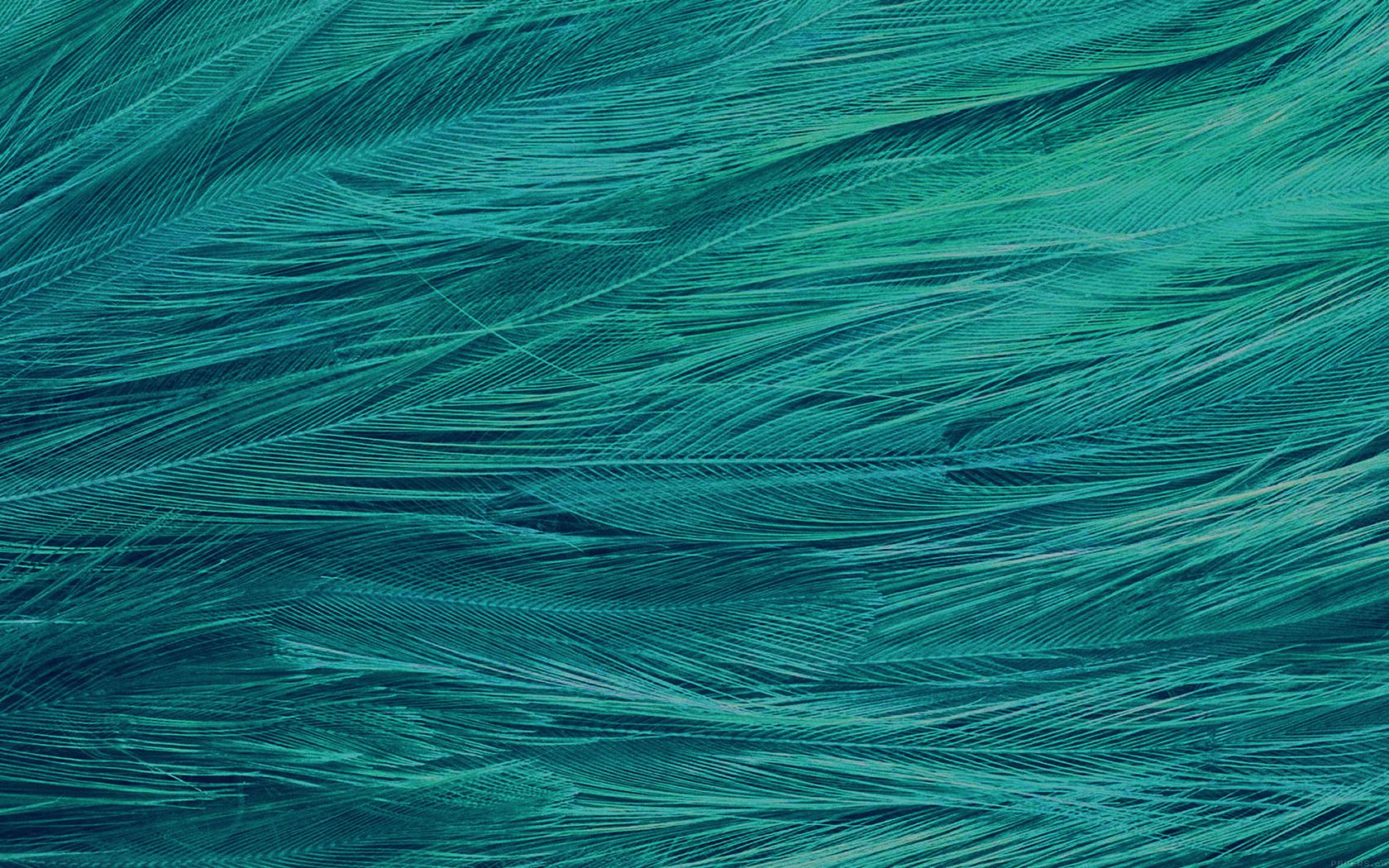 Feather Blue Bird Pattern by Friscolan