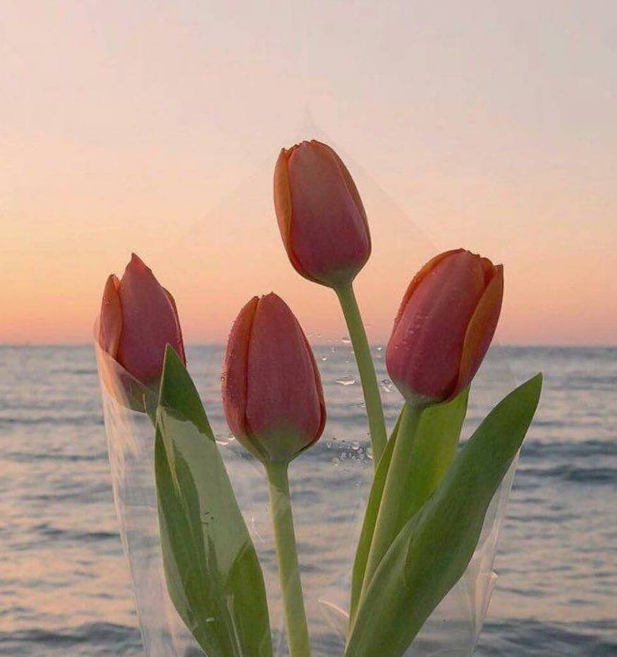 Aesthetic Tulip Widget Ideas for iPhone by