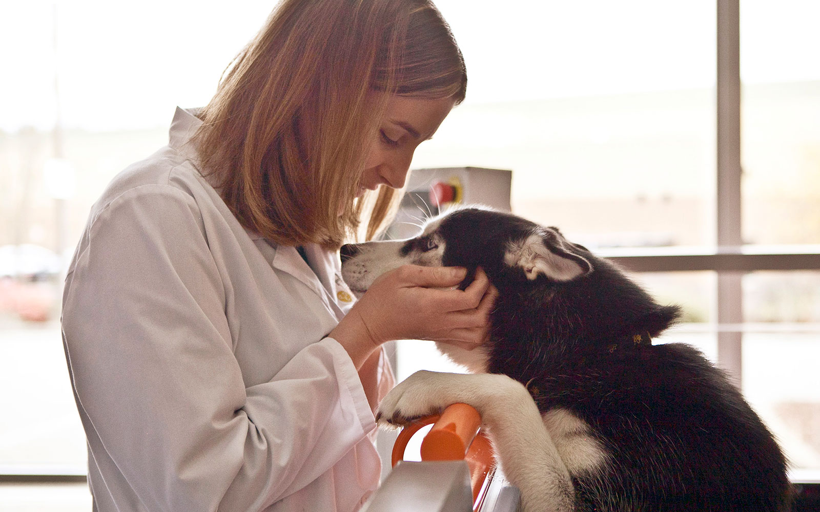 Animal Emergency & Specialty 24Hour Animal Hospital in Kirkland