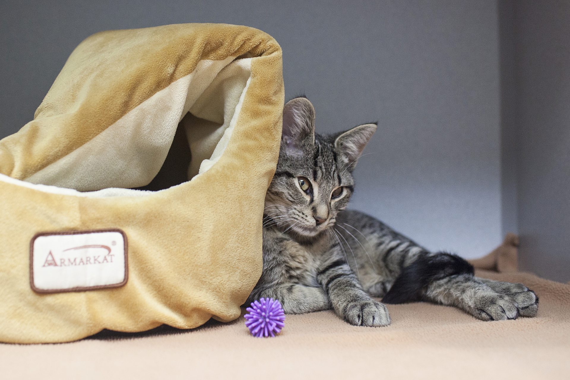 Animal Emergency & Specialty 24Hour Animal Hospital in Kirkland