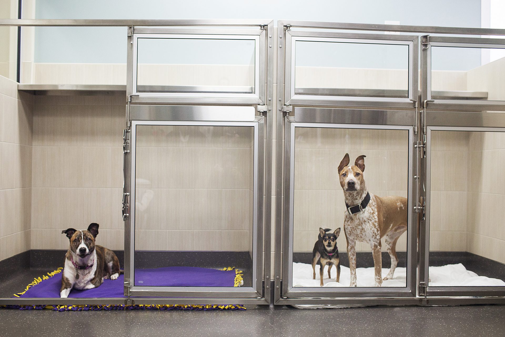 Animal Emergency & Specialty New 24Hour Specialty Animal Hospital