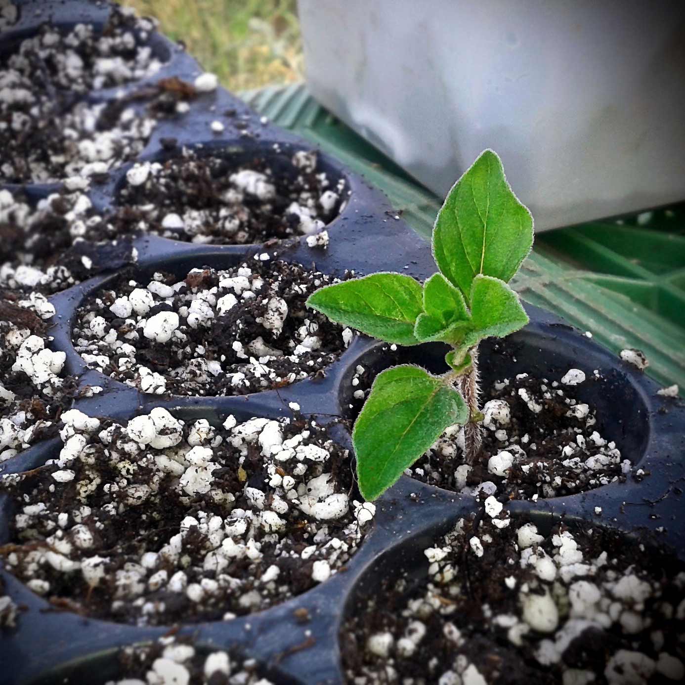 Propagating oregano with stem cuttings and honey aetheleon