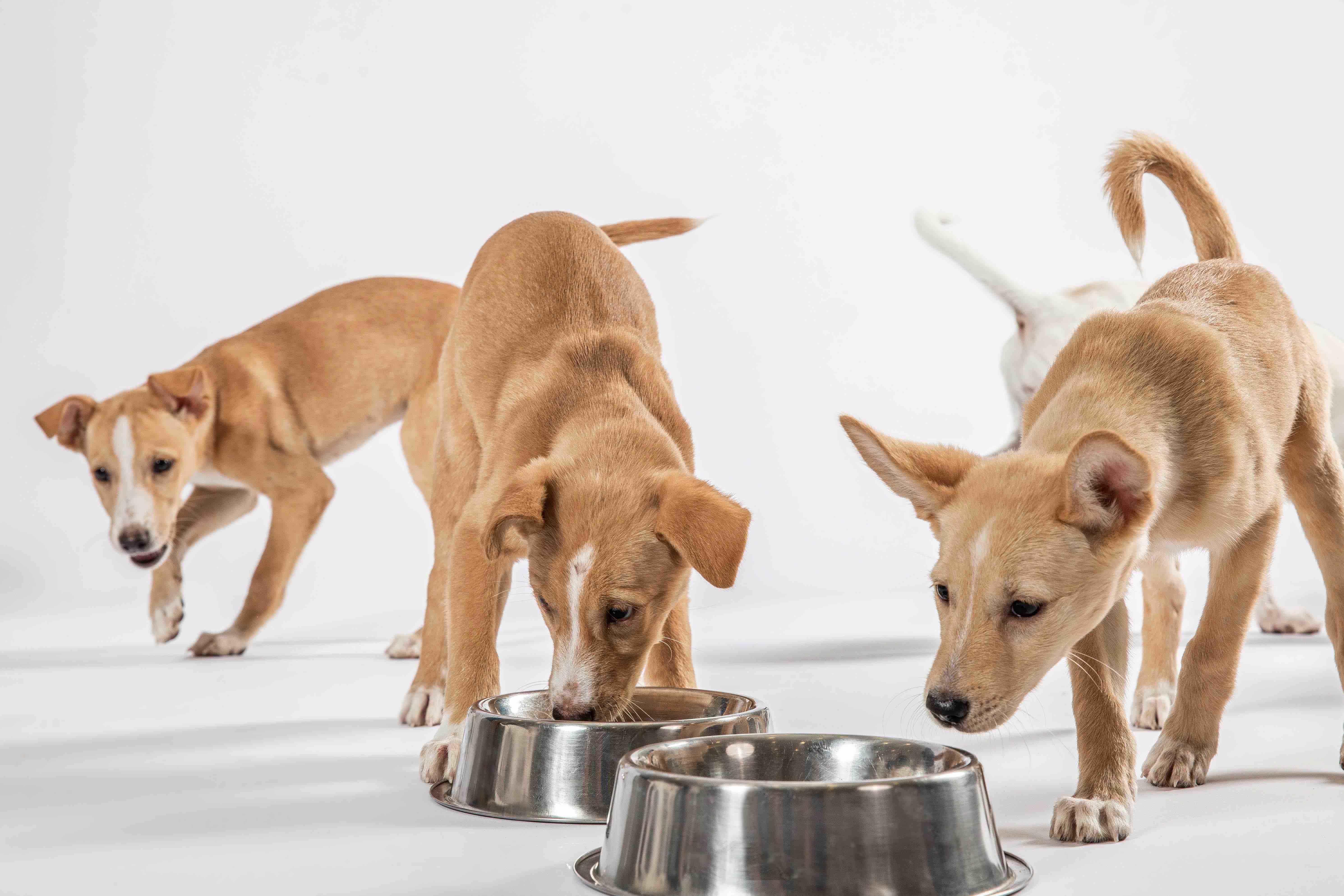 The Giving Movement Helps to Support DubaiBased Dog Shelter K9 Friends