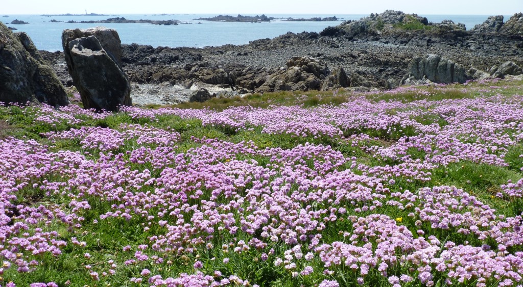Guernsey Flowers By Post Reviews Best Flower Site