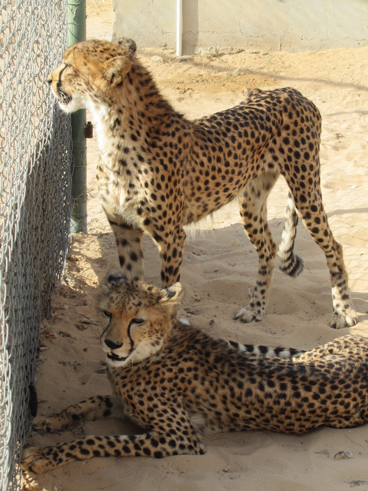 Dubai Sheikh's Private Zoo Exclusive Visit Big Cats Afaranwide