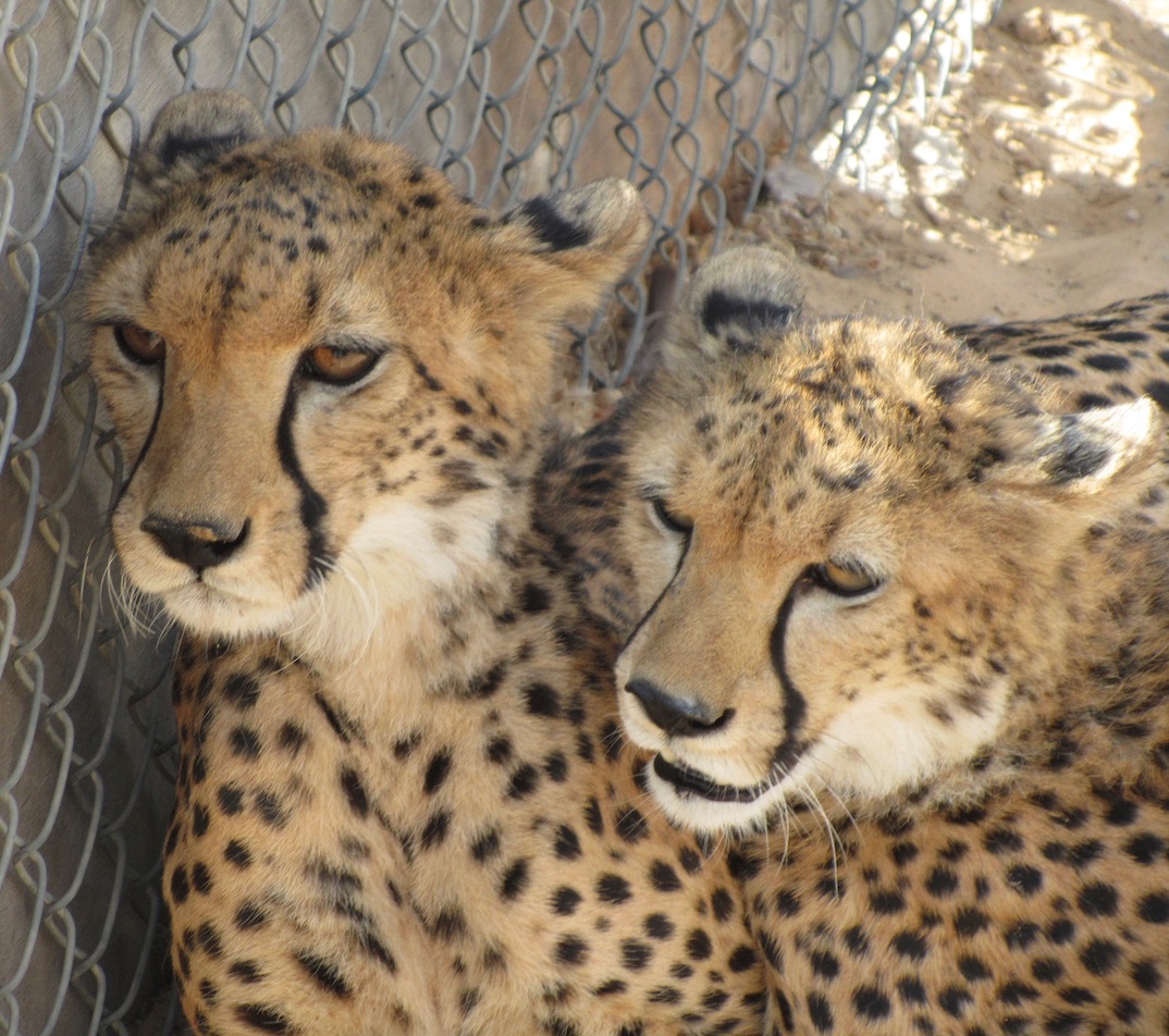 Dubai Sheikh's Private Zoo Exclusive Visit Big Cats Afaranwide