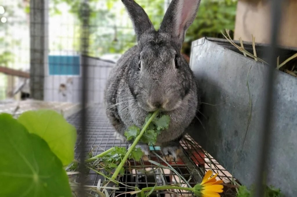 13 Tips to Raising Rabbits for Meat A Farm Girl in the Making