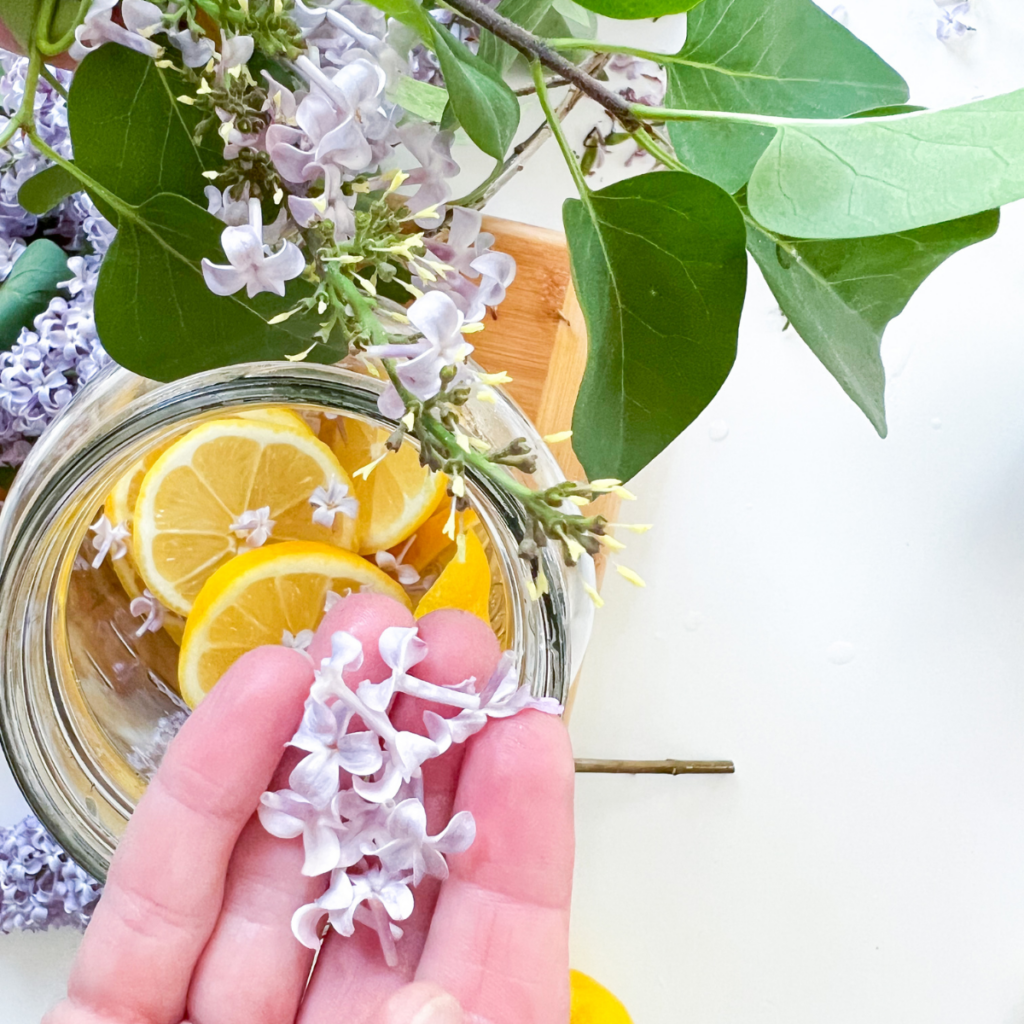 How to Make Homemade Fresh Lilac Cordial with Lemons Recipe A Farm to