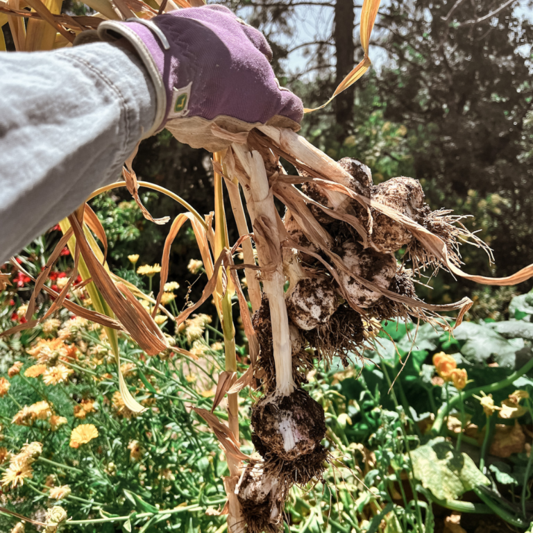 A Howto Guide for Growing Great Hardneck Garlic A Farm to Keep