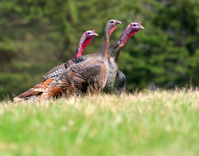 Turkey Season in Arkansas Starts in April Farm Bureau Insurance
